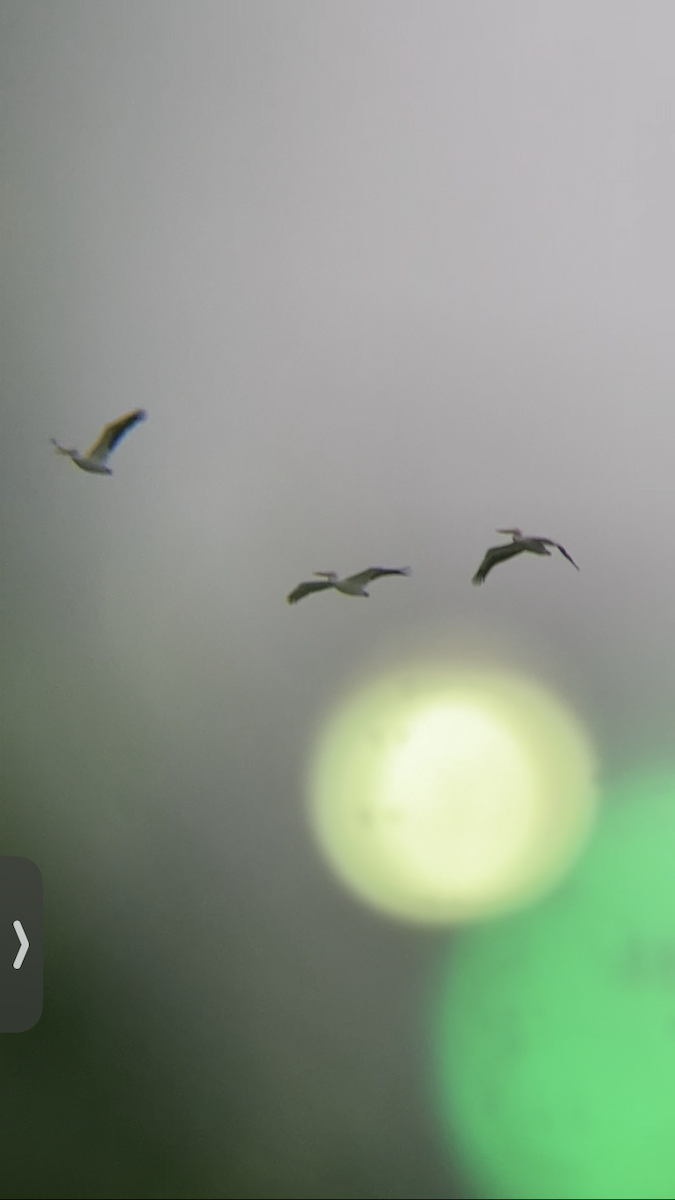 Nashornpelikan - ML614907847