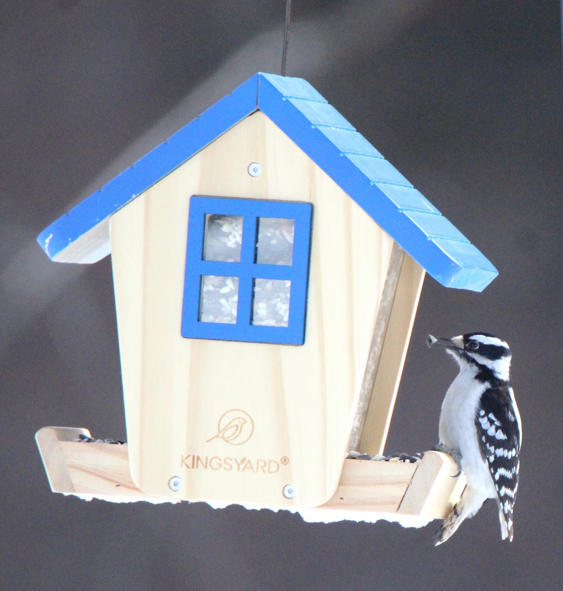 Downy Woodpecker - ML614907864