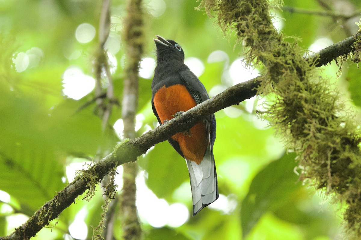 Baird's Trogon - ML614907913