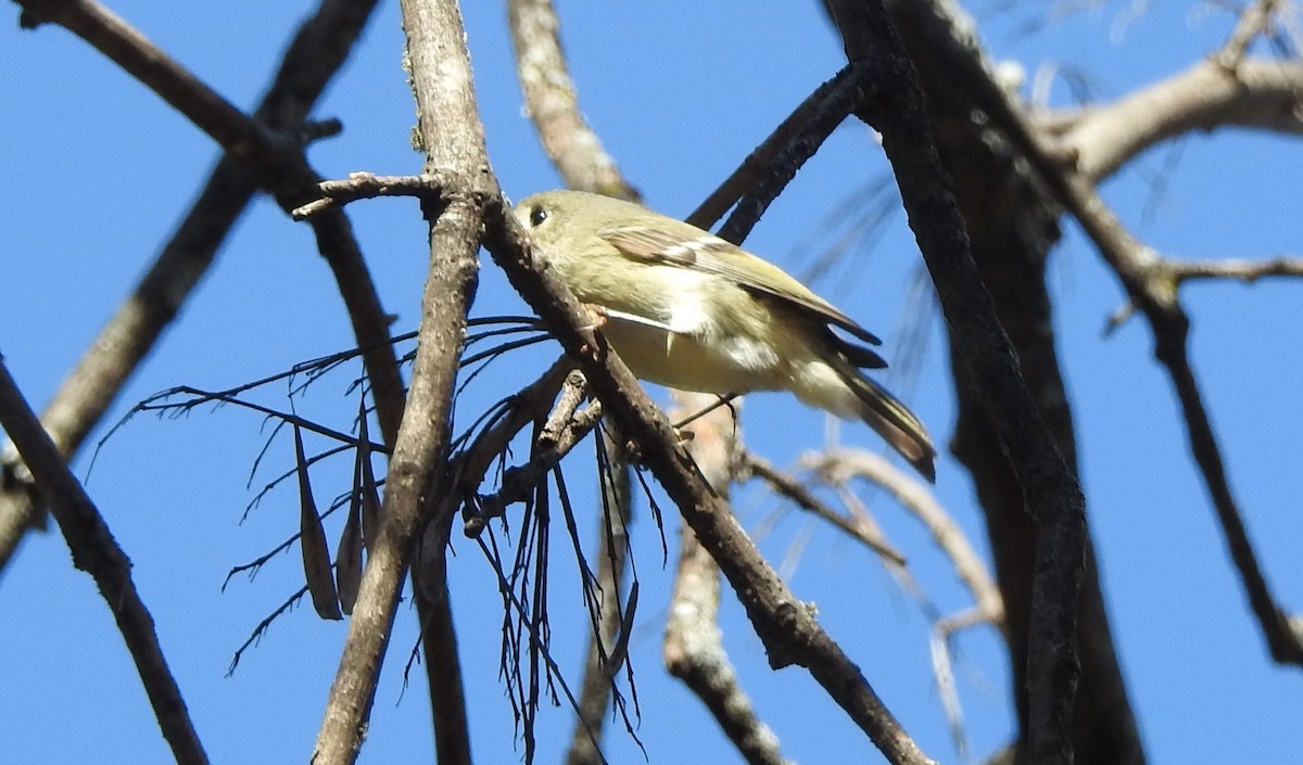 Ruby-crowned Kinglet - ML614907914