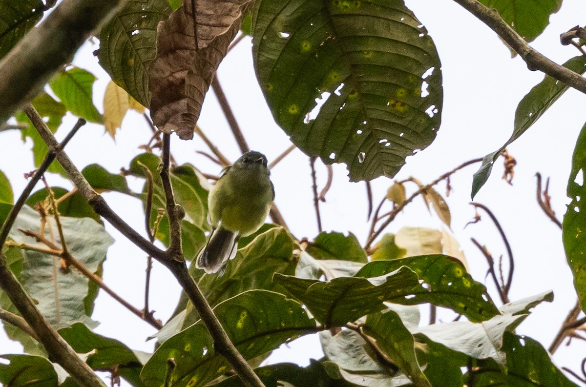 Ecuadorian Tyrannulet - ML614907925