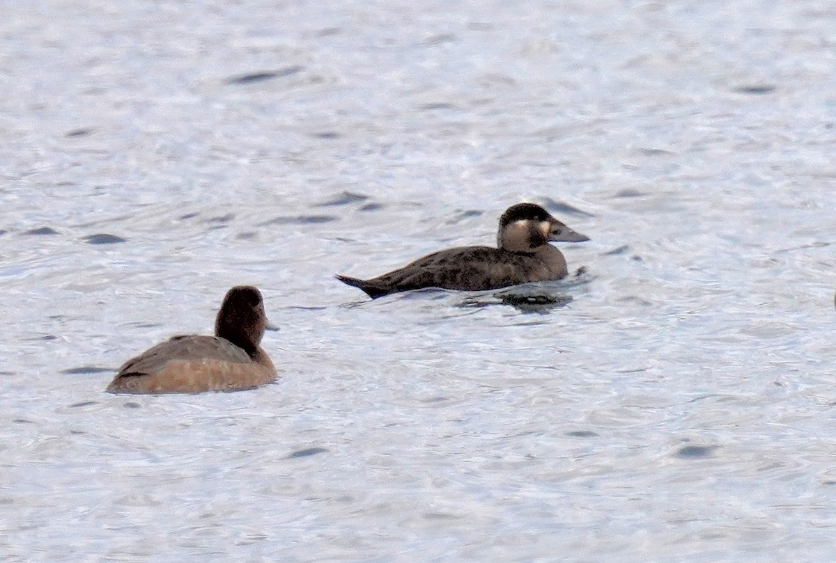 Surf Scoter - Dennis Mersky