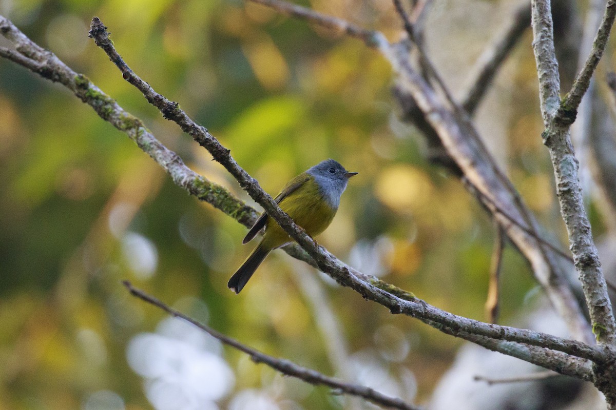 Gray-headed Canary-Flycatcher - Owen Lishmund