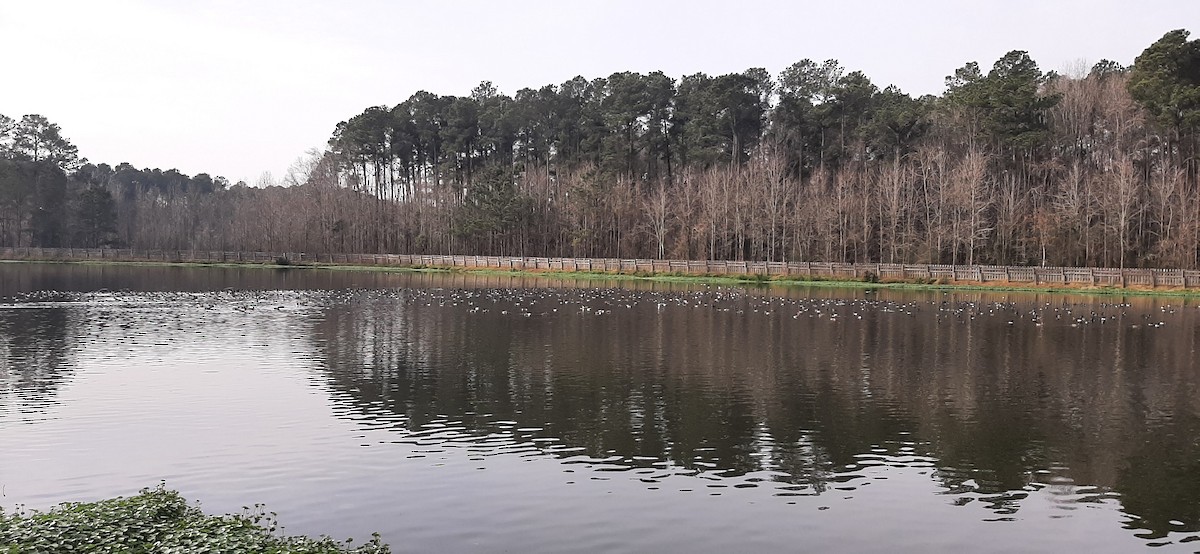 Lesser Scaup - ML614907971