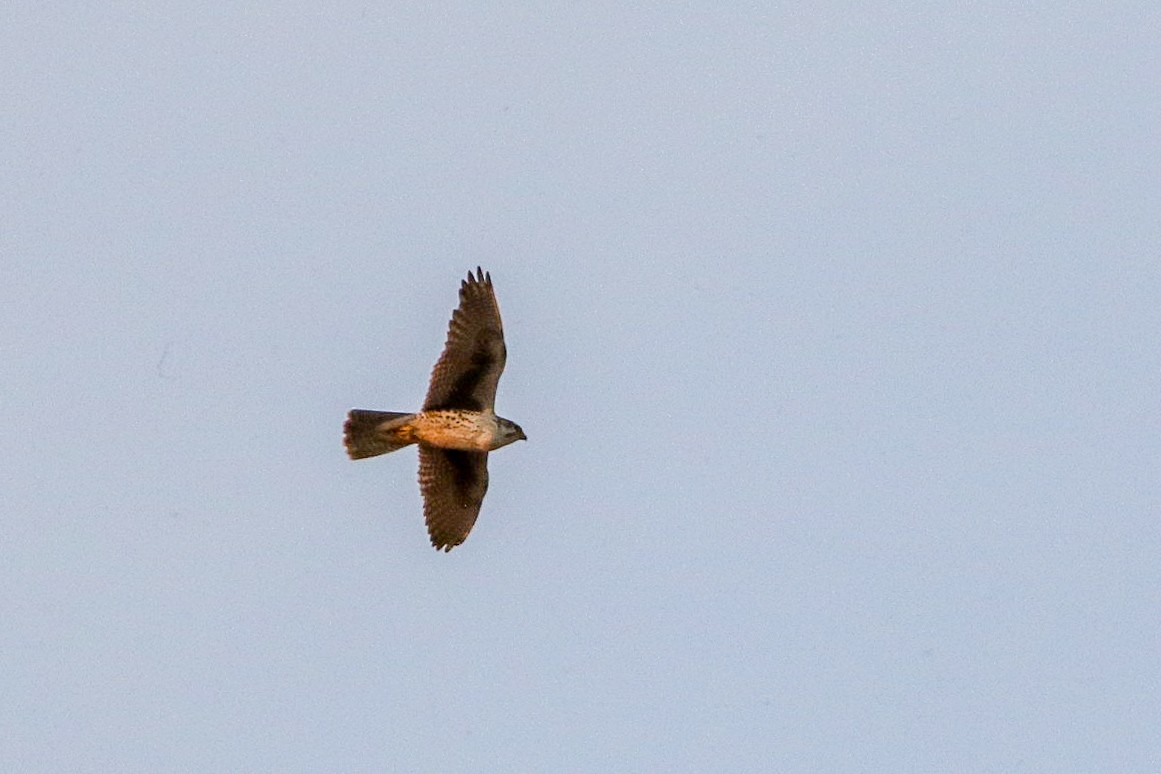 Prairie Falcon - ML614907977