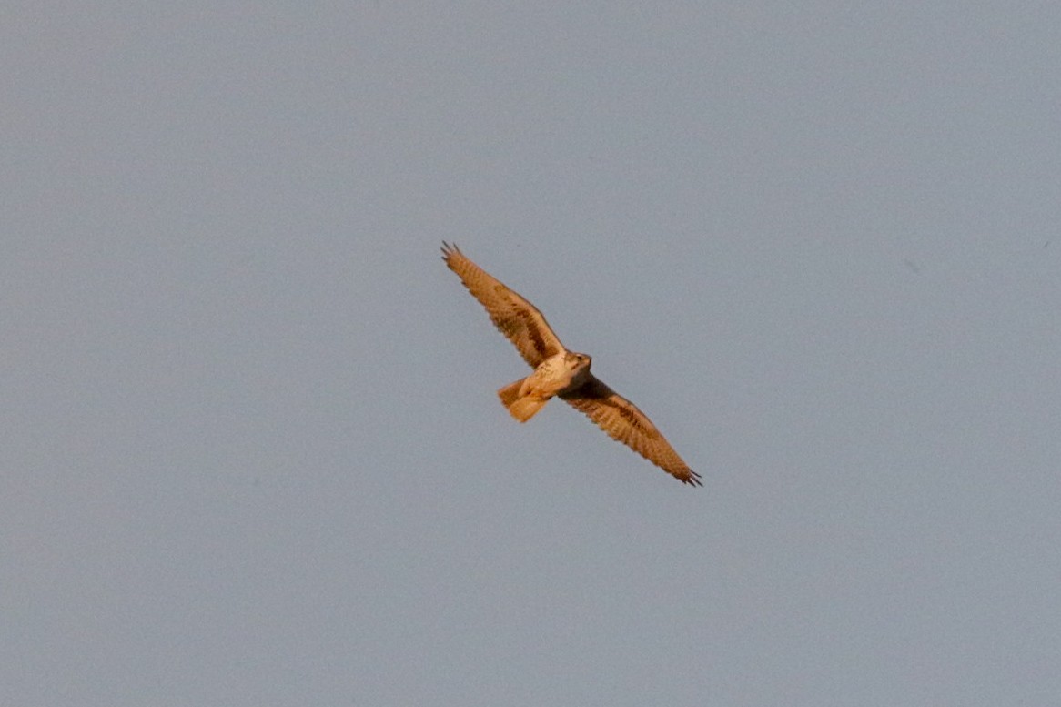 Prairie Falcon - ML614907978