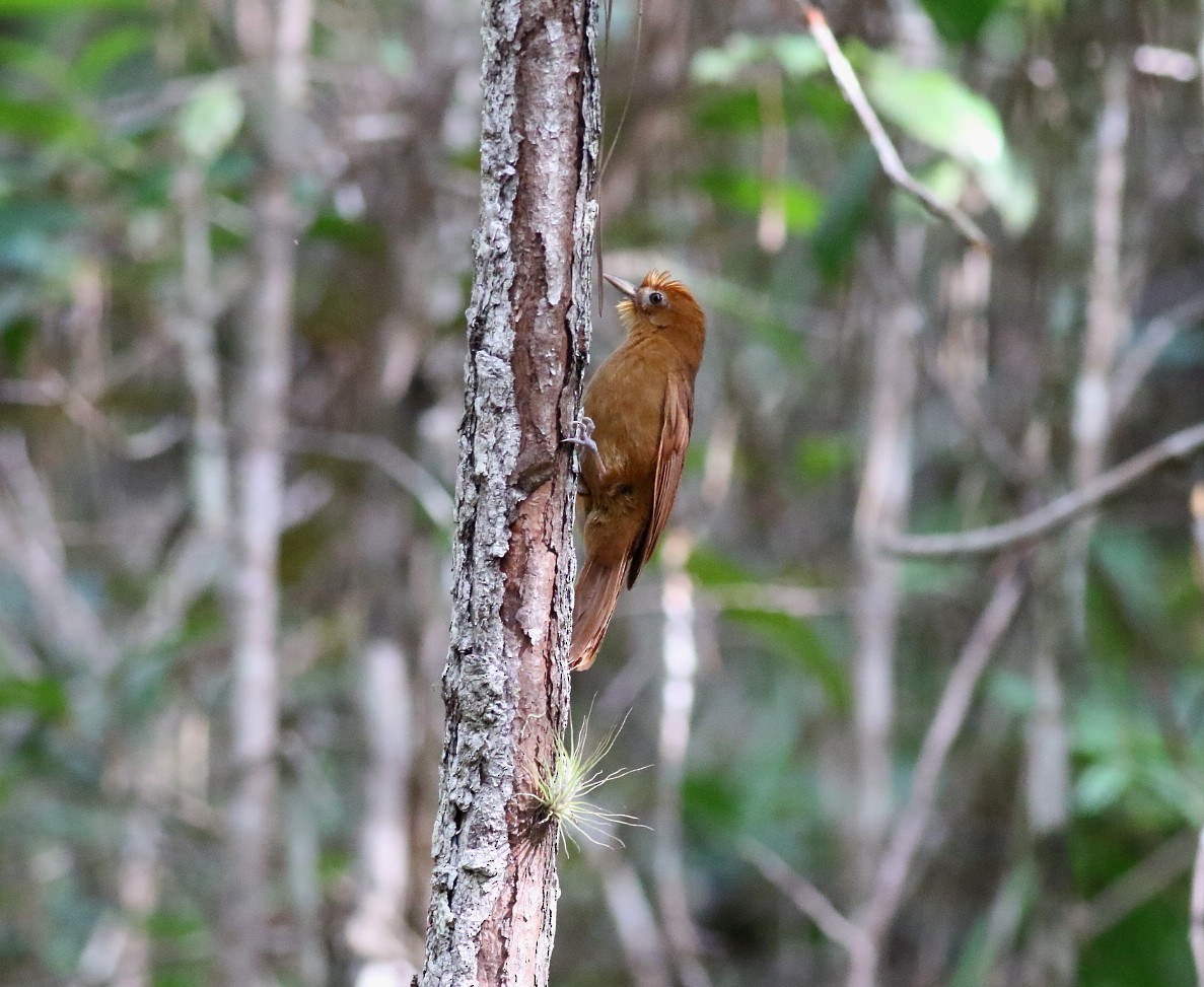 Ruddy Woodcreeper - James P. Smith