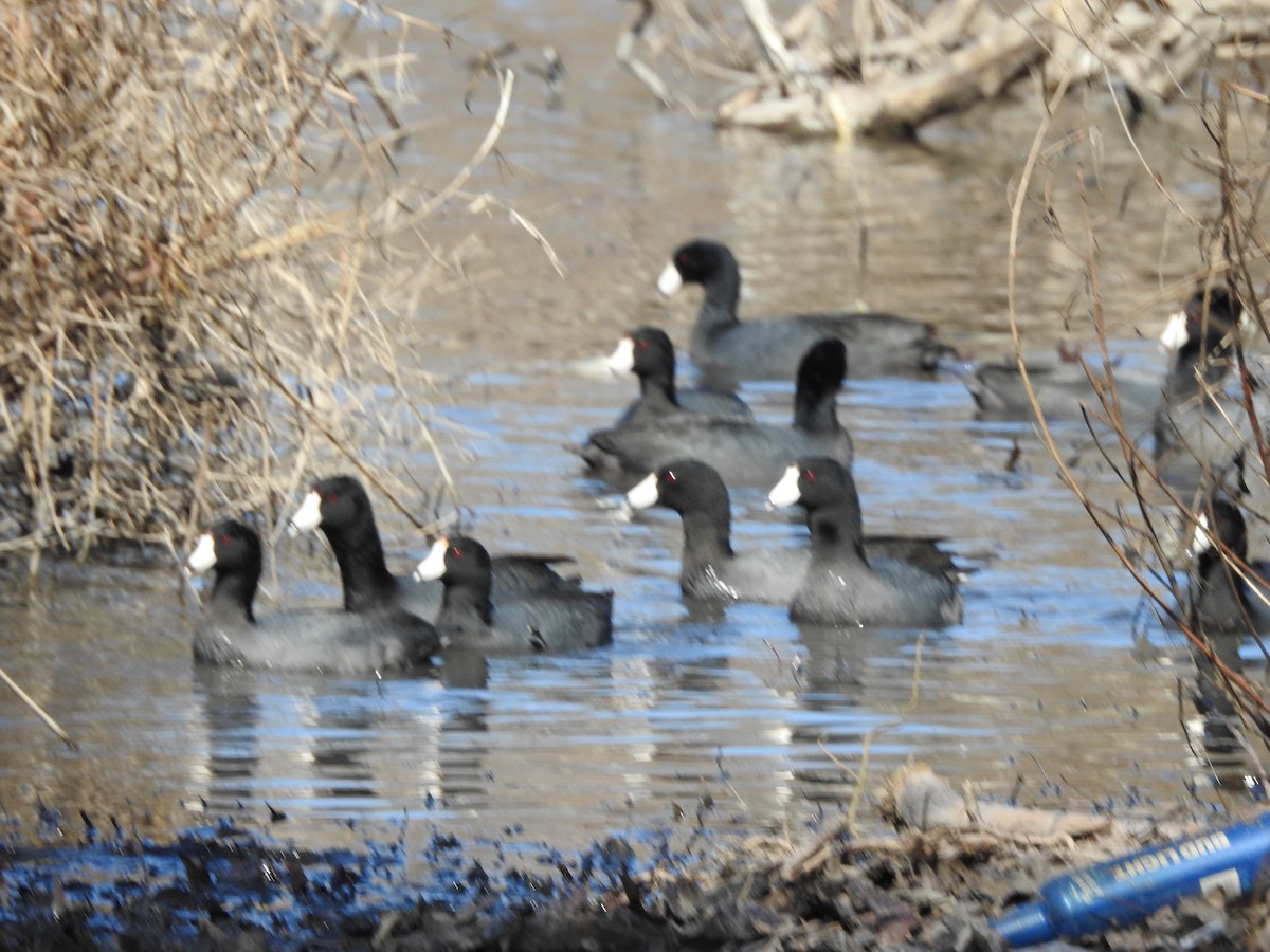 American Coot - ML614908032