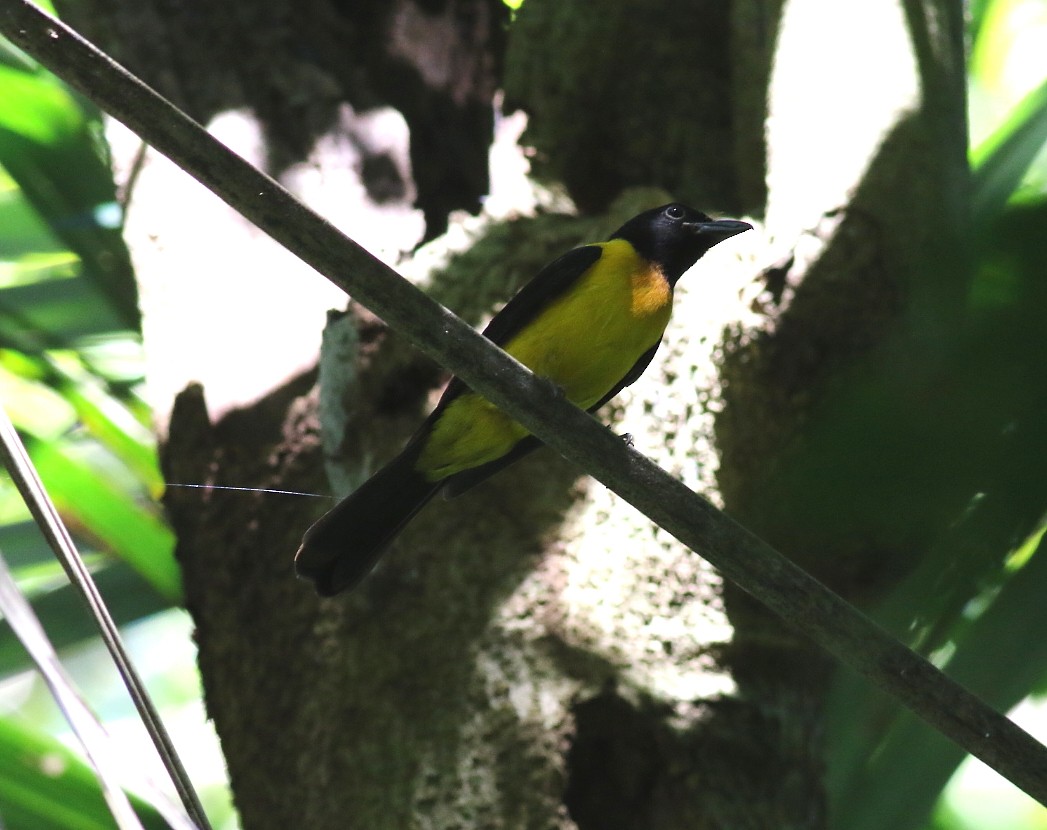 Black-throated Shrike-Tanager - ML614908044