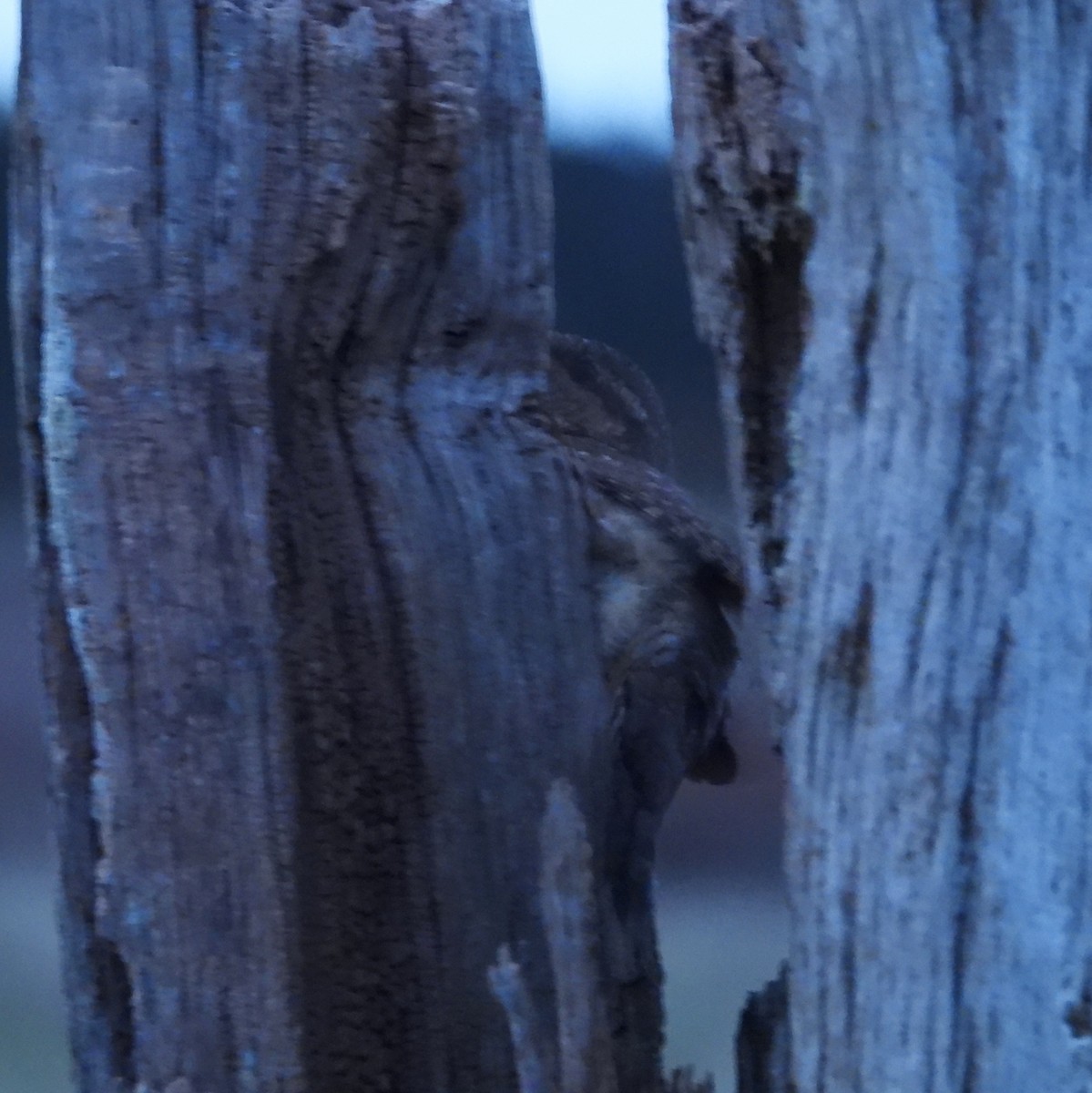 Eurasian Wryneck - Iván  Orois