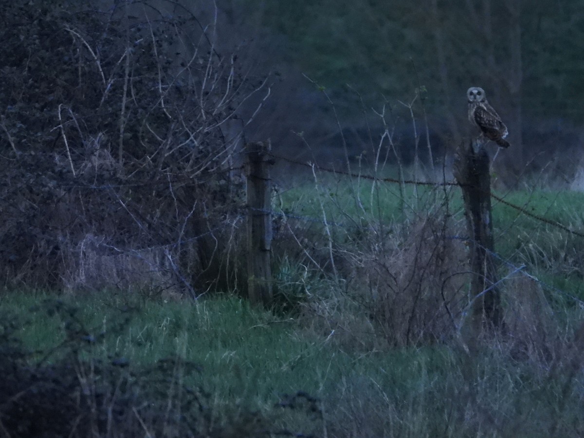 Short-eared Owl - Iván  Orois