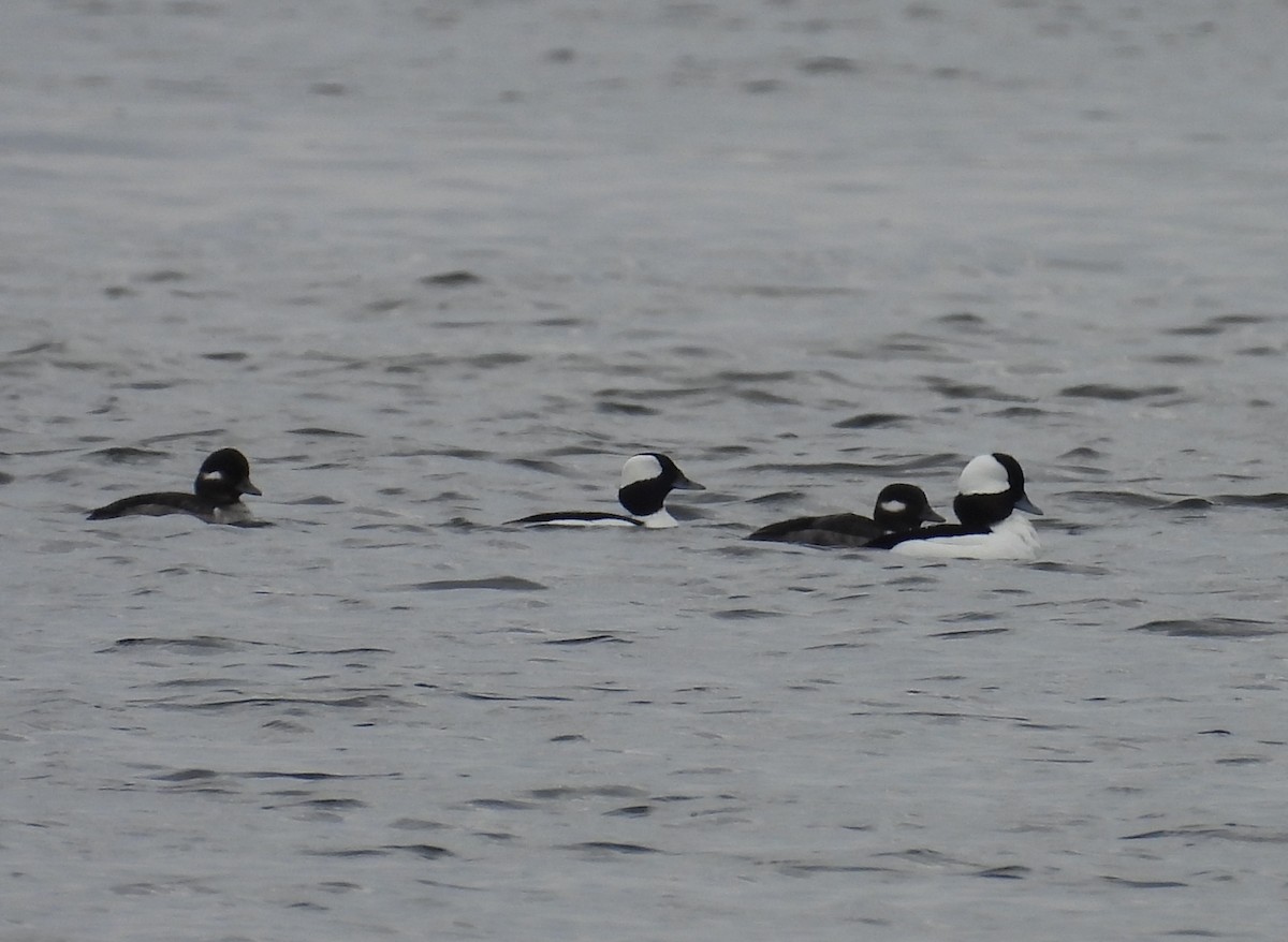 Bufflehead - Kathy Springer