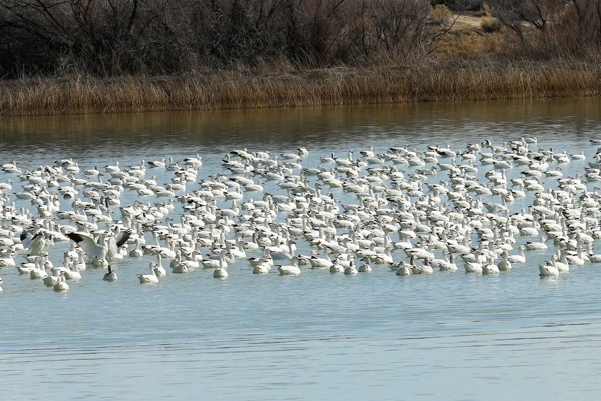 Snow Goose - ML614908111