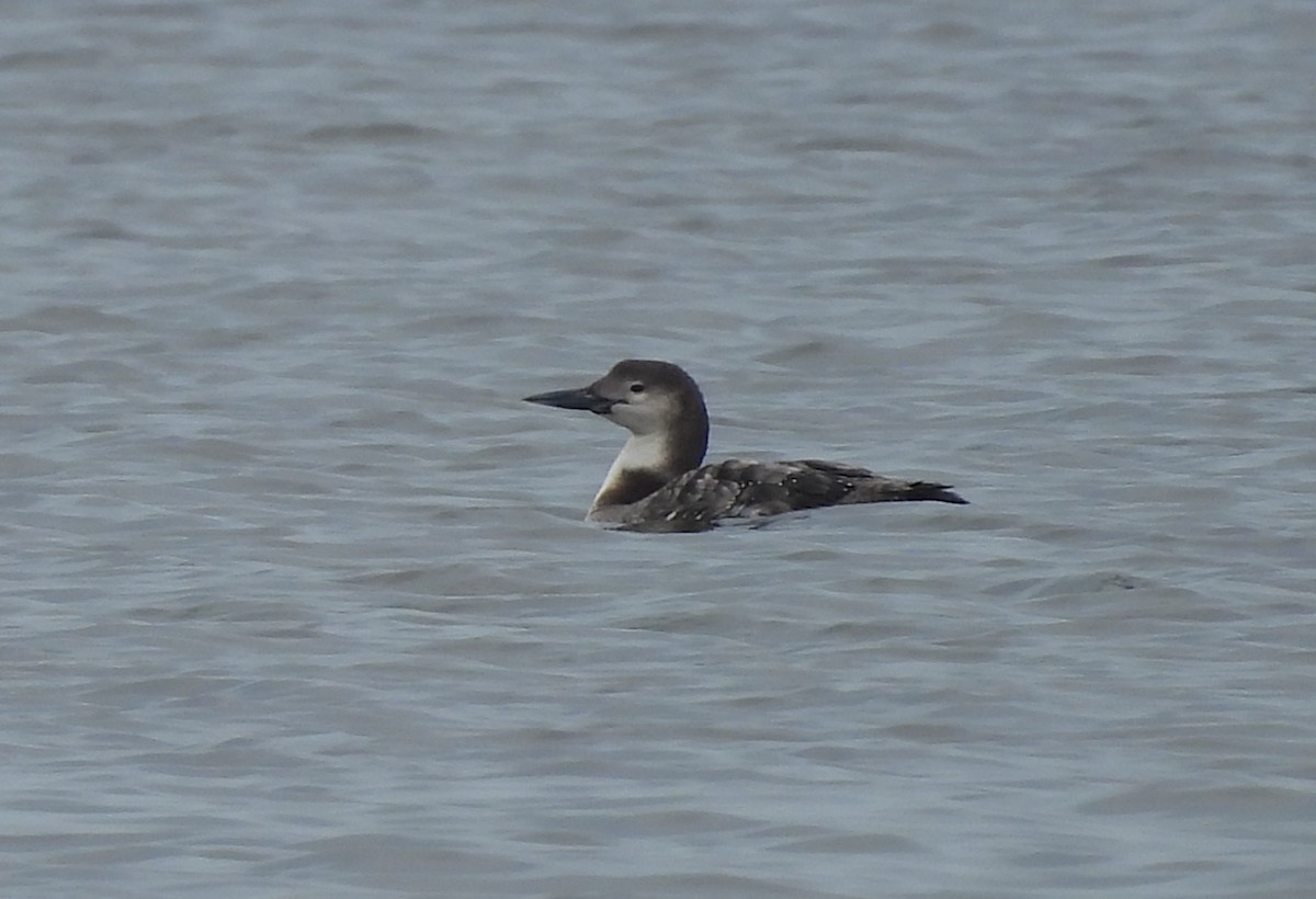 Plongeon huard - ML614908154