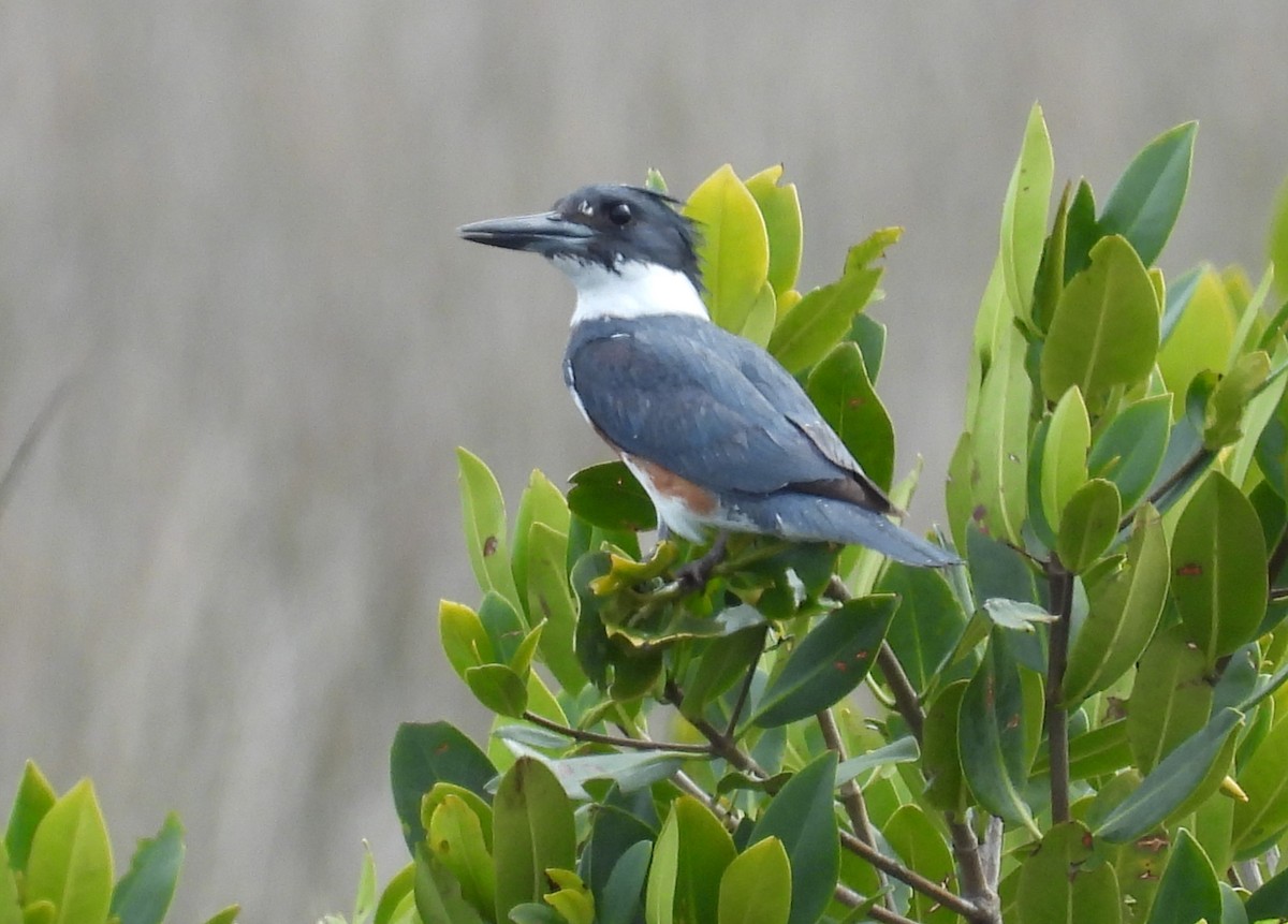 Belted Kingfisher - ML614908193