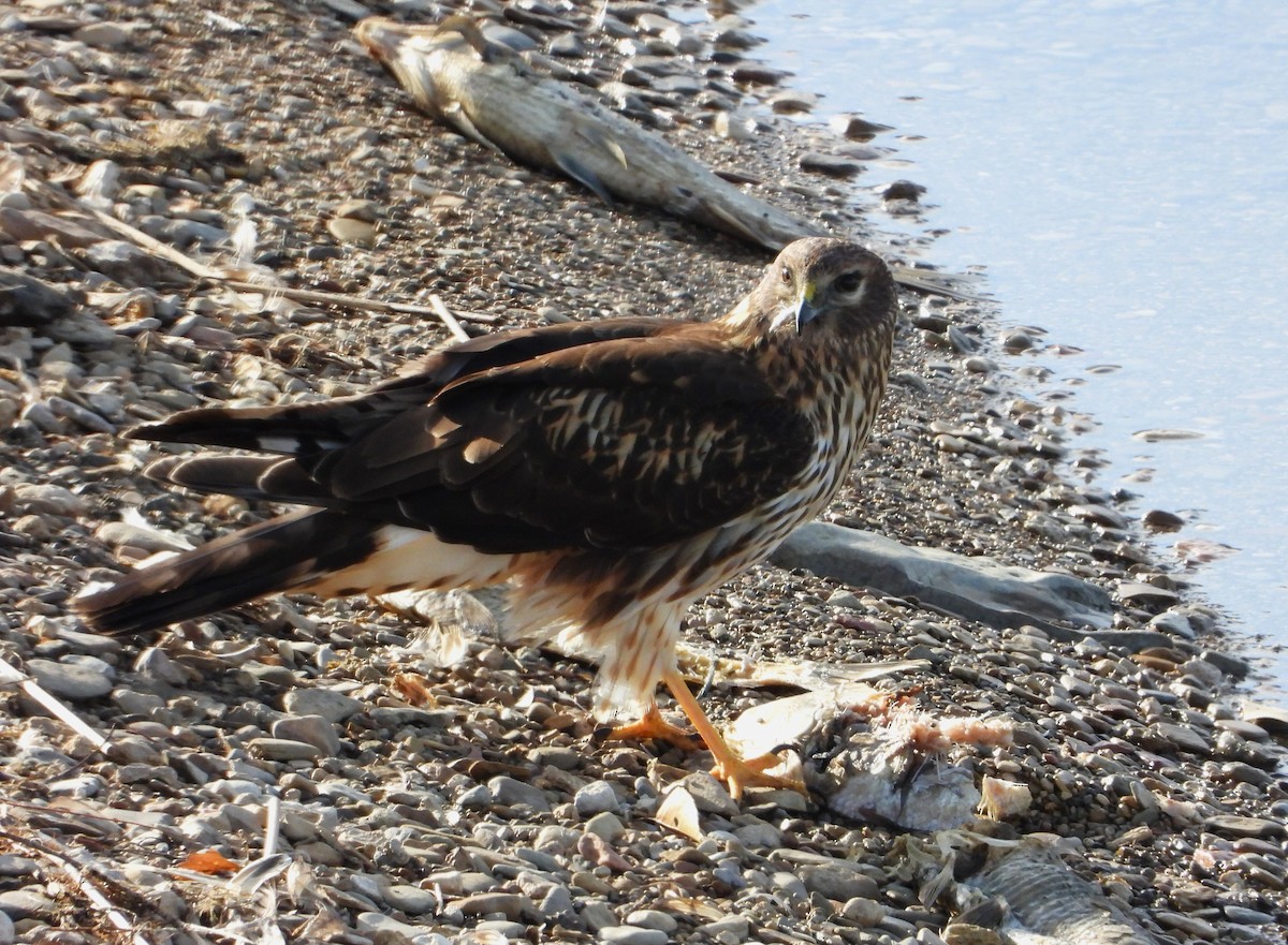 Northern Harrier - Lori Shuler