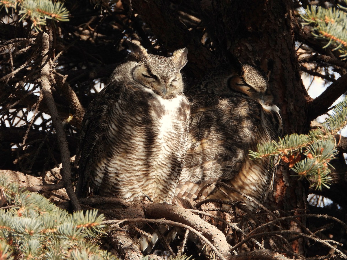 Great Horned Owl - ML614908265