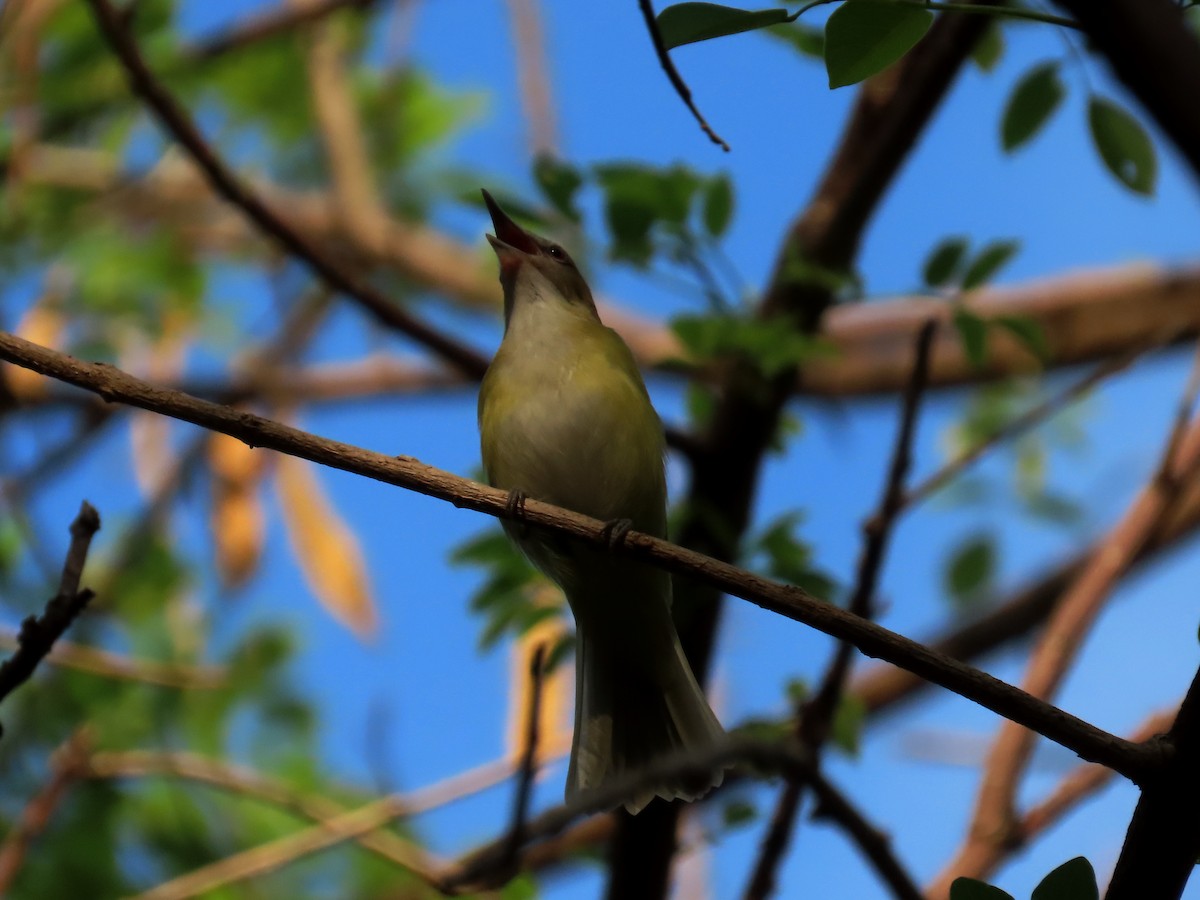 Yellow-green Vireo - Cynthia Tercero