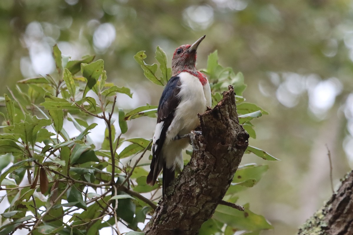 Red-headed Woodpecker - Reinhard Vehring