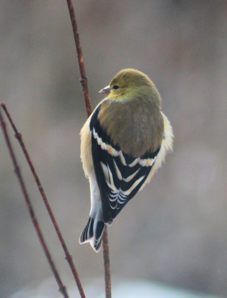 American Goldfinch - ML614908323