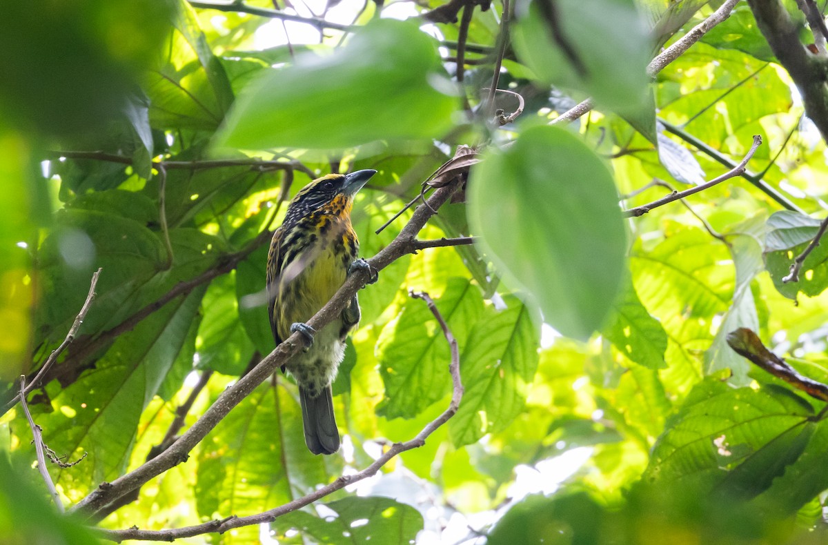 Gilded Barbet - ML614908324