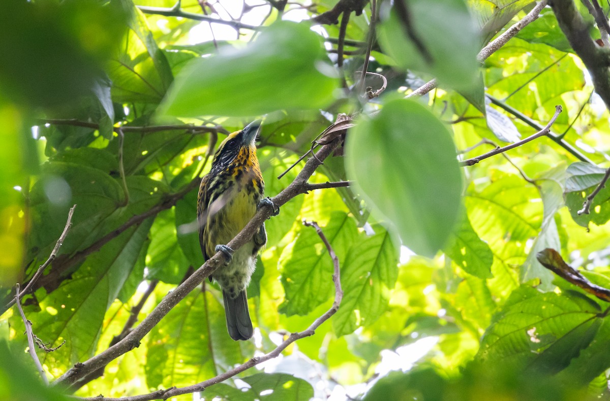 Goldbartvogel - ML614908329