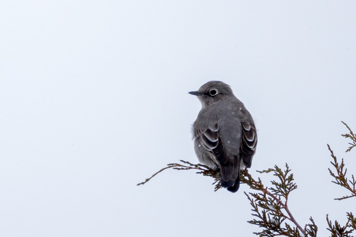 Townsend's Solitaire - ML614908341