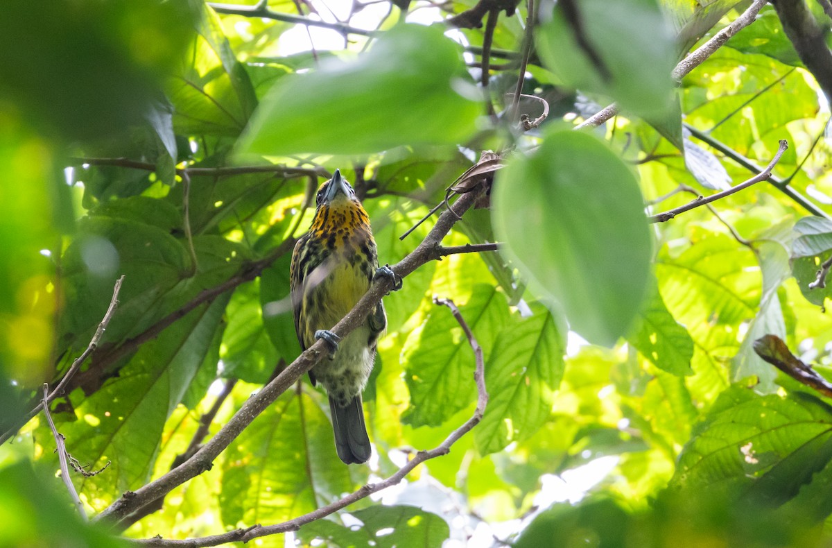 Gilded Barbet - ML614908343