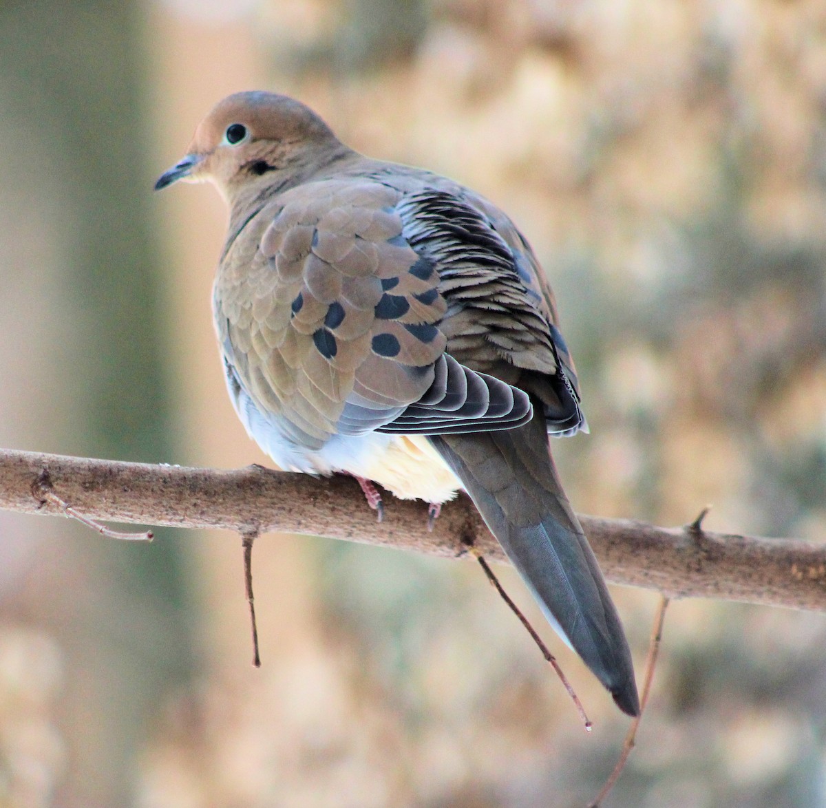 Mourning Dove - ML614908368