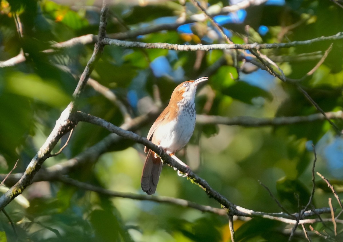 Spot-breasted Scimitar-Babbler - Sudip Simha