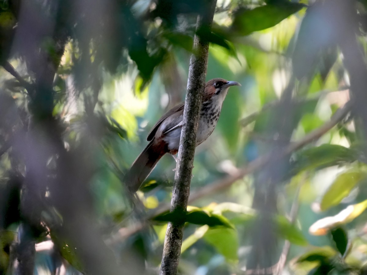 Spot-breasted Scimitar-Babbler - Sudip Simha