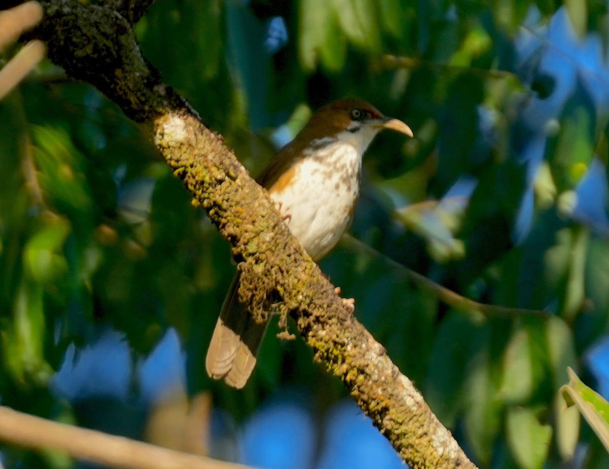 Spot-breasted Scimitar-Babbler - Sudip Simha