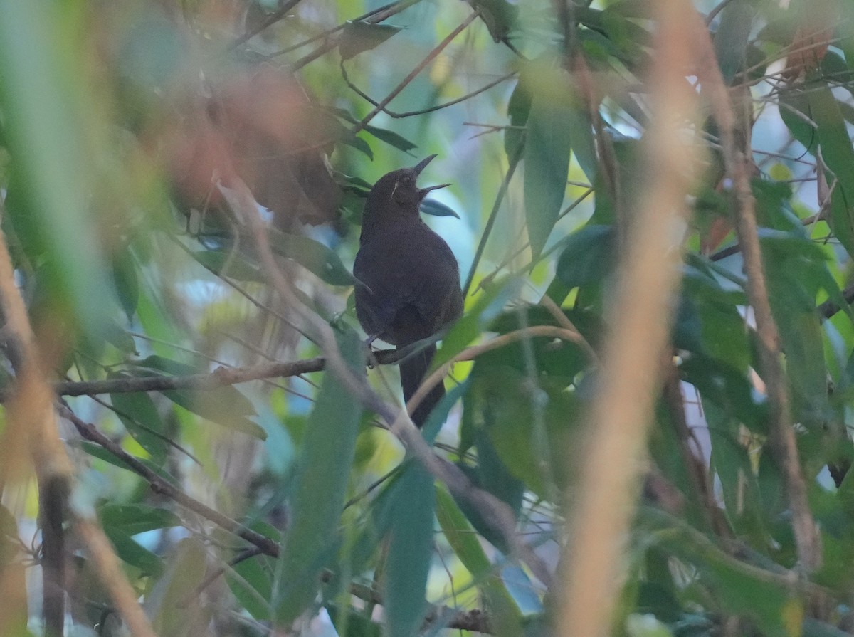 Spot-breasted Laughingthrush - ML614908393