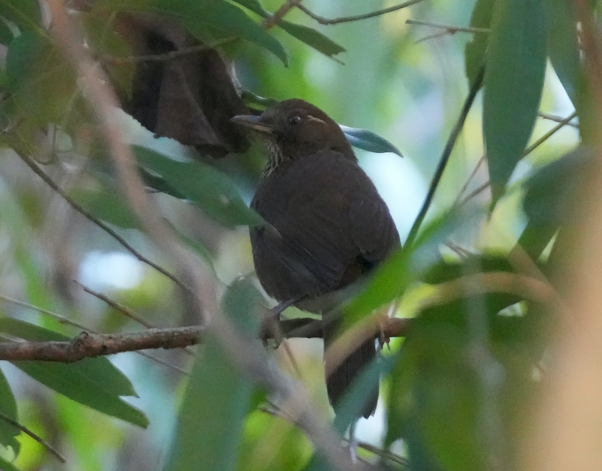 Spot-breasted Laughingthrush - ML614908398