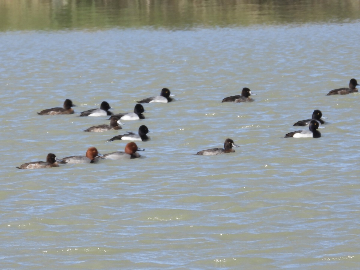 Lesser Scaup - ML614908408