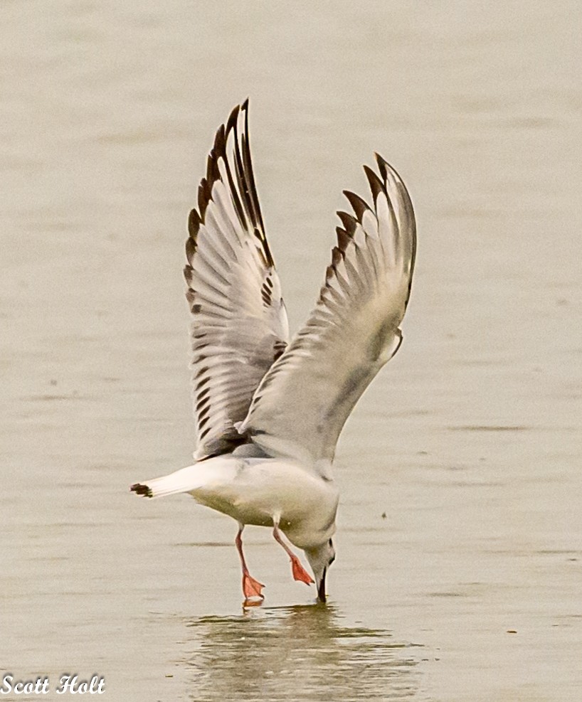 Bonaparte's Gull - ML614908422