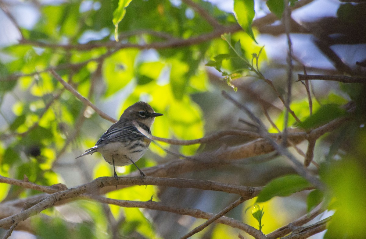 Black-and-white Warbler - Mauricio Rodriguez