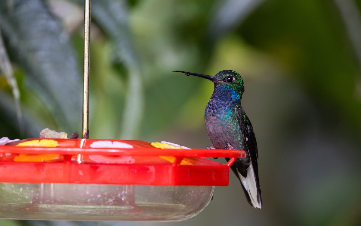 Colibri à queue blanche - ML614908520