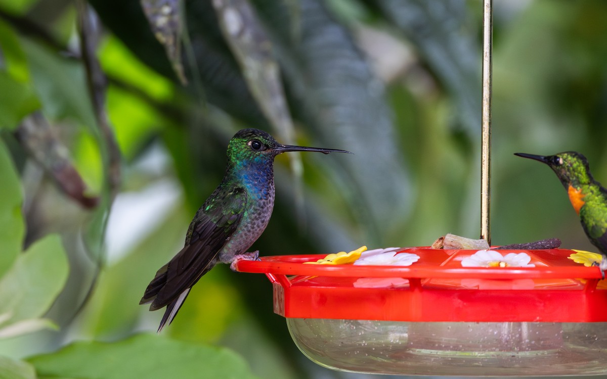 Colibrí de Bouguer Oriental - ML614908521