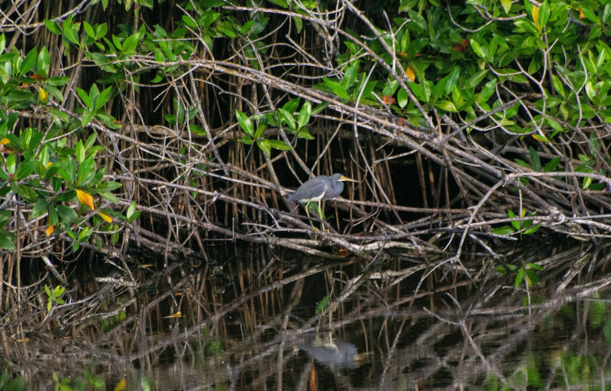 Tricolored Heron - ML614908540