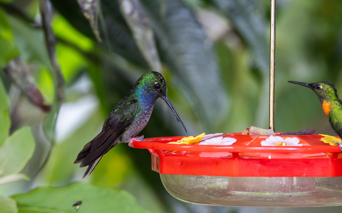 Colibrí de Bouguer Oriental - ML614908546