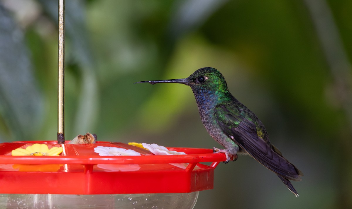 Colibri à queue blanche - ML614908559