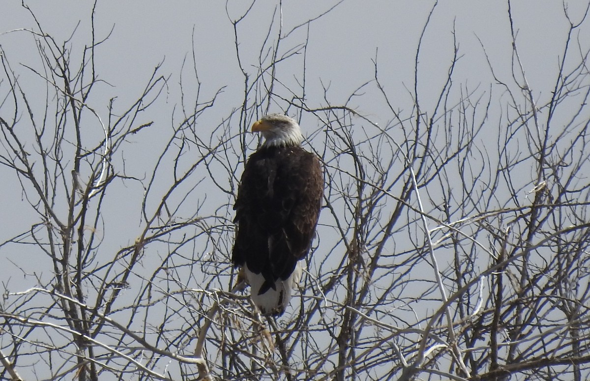 Bald Eagle - ML614908569