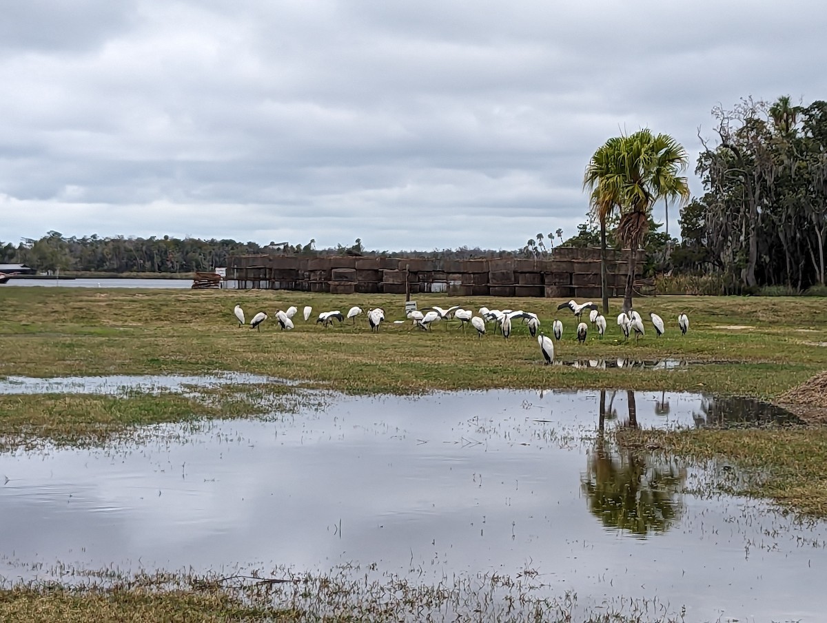 Wood Stork - Shannon Thomson