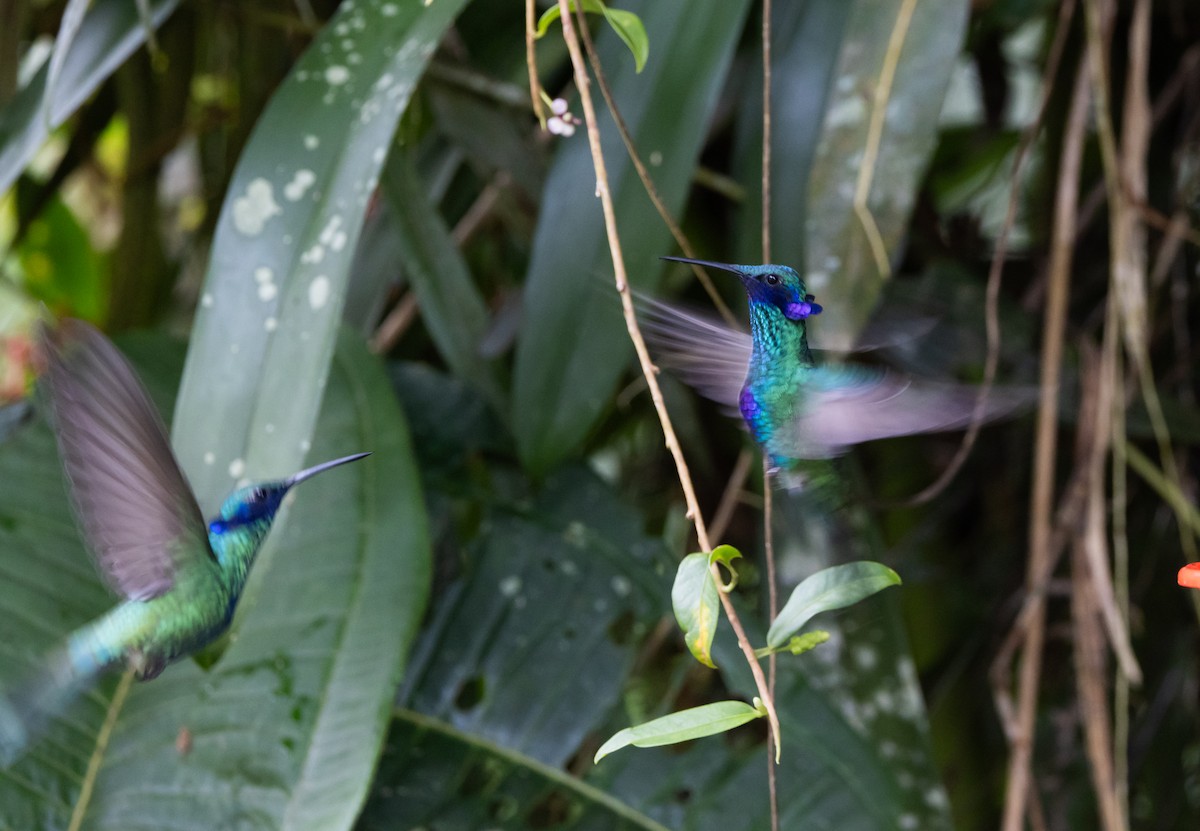 kolibřík modrolící - ML614908600