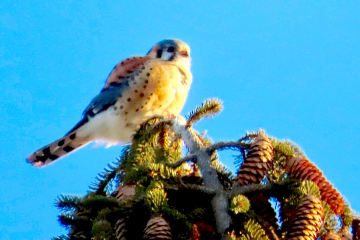 American Kestrel - ML614908628