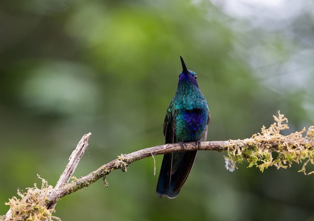 kolibřík modrolící - ML614908651