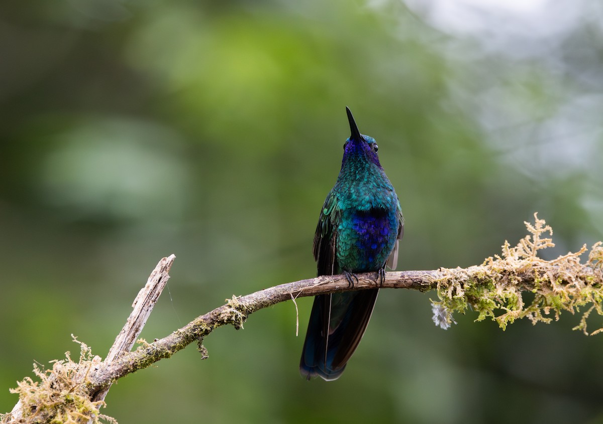 Colibrí Rutilante - ML614908651