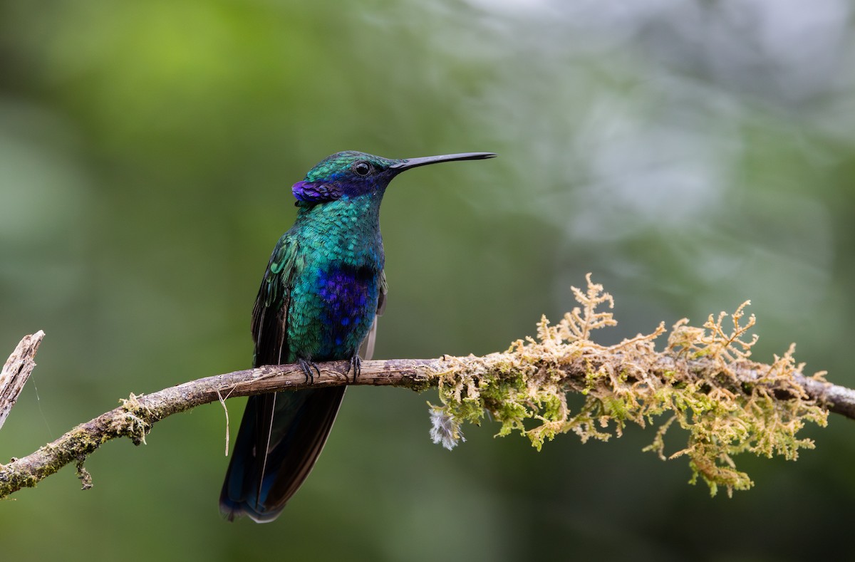 Colibrí Rutilante - ML614908654