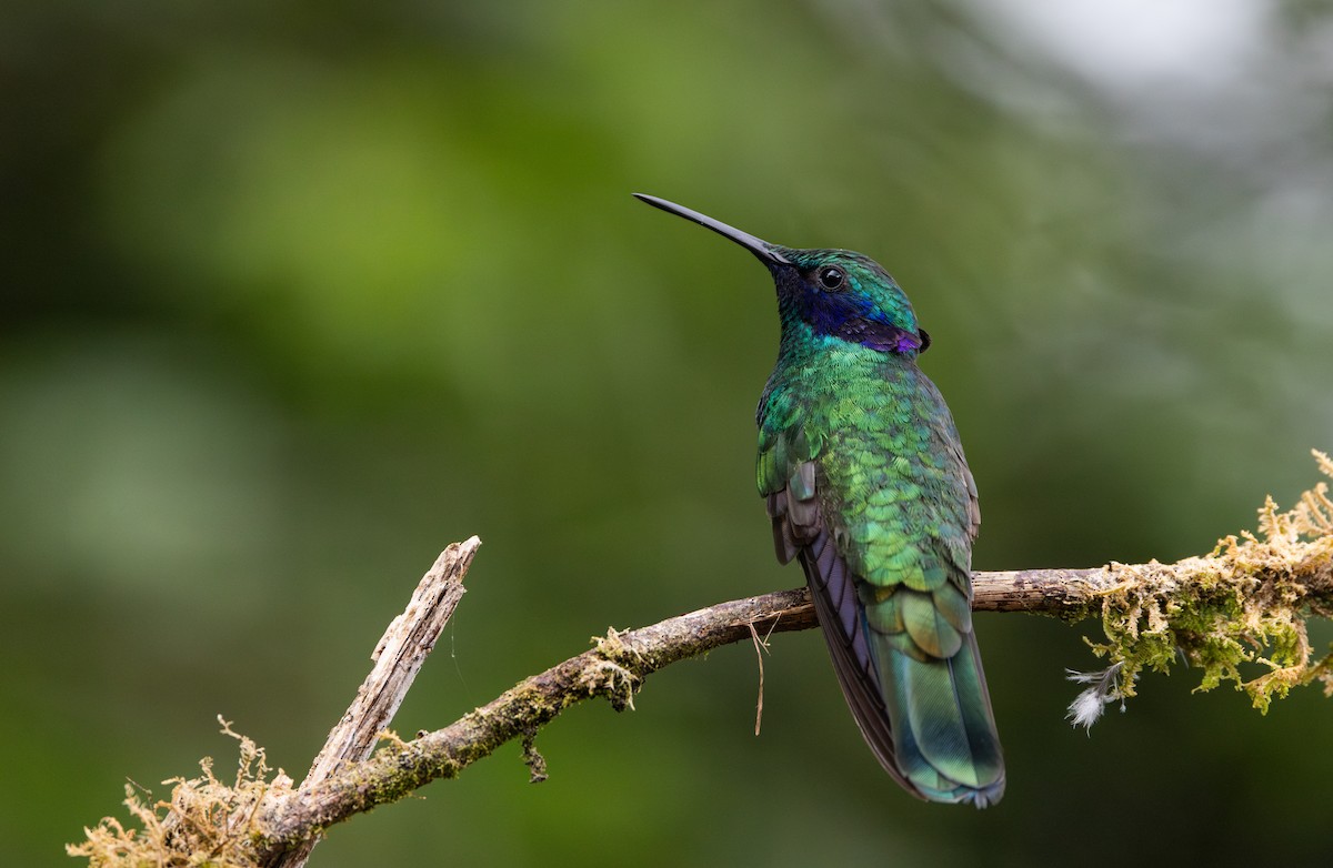 Colibrí Rutilante - ML614908655